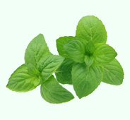 mint